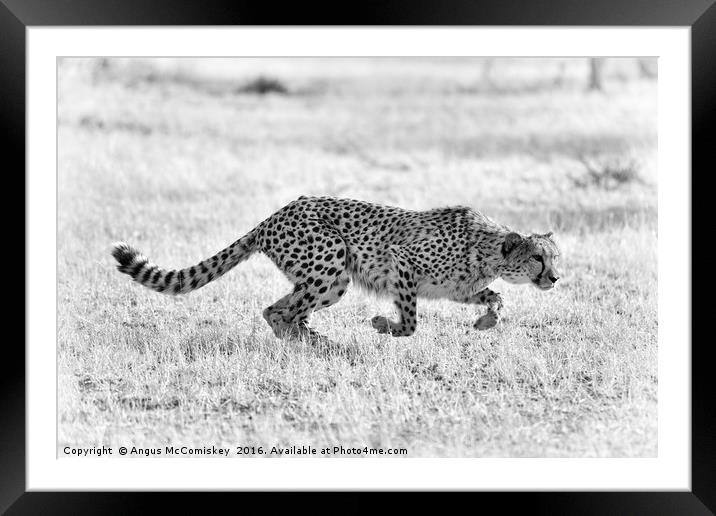 Cheetah springs into action mono Framed Mounted Print by Angus McComiskey