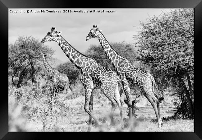 Giraffes browsing acacia trees mono Framed Print by Angus McComiskey