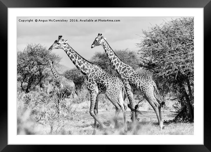 Giraffes browsing acacia trees mono Framed Mounted Print by Angus McComiskey