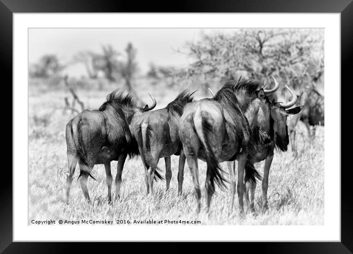 Retreating wildebeest Framed Mounted Print by Angus McComiskey