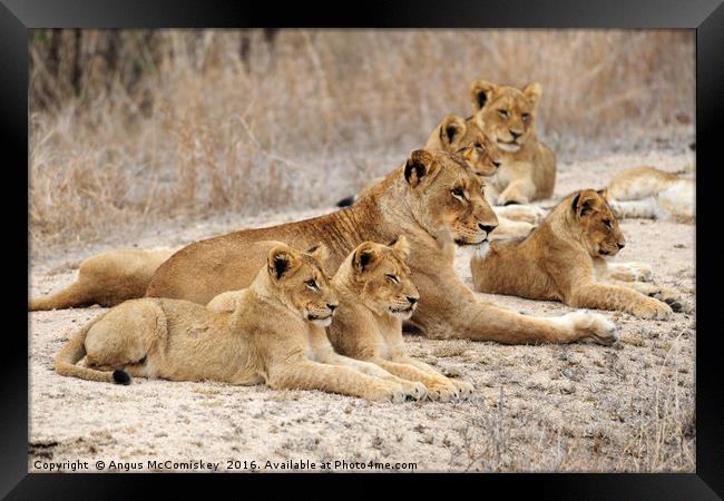 Lioness with cubs Framed Print by Angus McComiskey