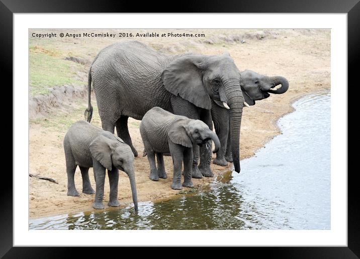 Elephants drinking at waterhole Framed Mounted Print by Angus McComiskey