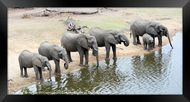 Group of elephants drinking at waterhole Framed Print by Angus McComiskey