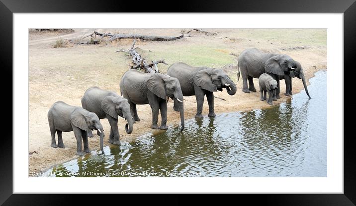 Group of elephants drinking at waterhole Framed Mounted Print by Angus McComiskey