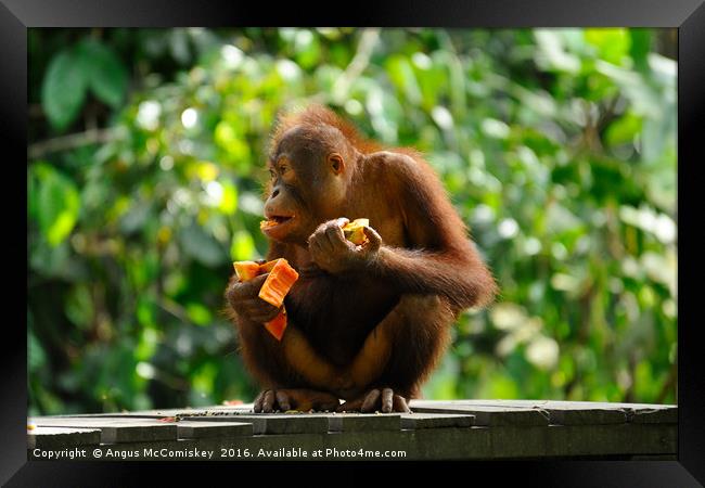 Young male orangutan eating fruit Framed Print by Angus McComiskey