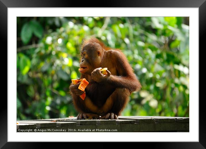 Young male orangutan eating fruit Framed Mounted Print by Angus McComiskey