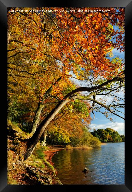 Autumn colours by Lake of Menteith Framed Print by Angus McComiskey
