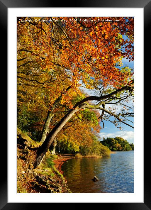 Autumn colours by Lake of Menteith Framed Mounted Print by Angus McComiskey