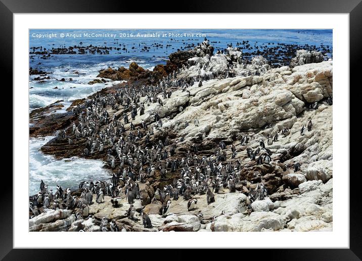 Jackass penguin colony Framed Mounted Print by Angus McComiskey