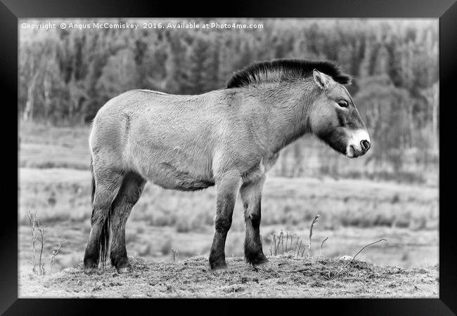 Przewalski's Horse mono Framed Print by Angus McComiskey