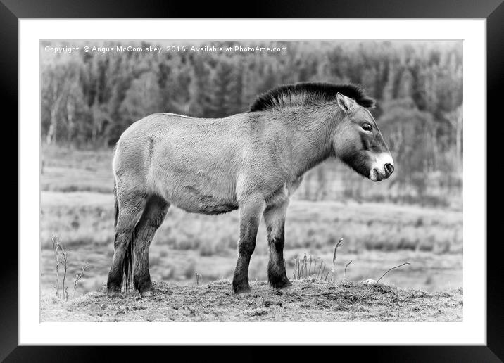Przewalski's Horse mono Framed Mounted Print by Angus McComiskey