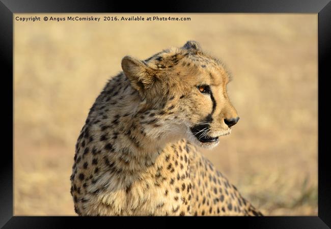 Portrait of a Cheetah Framed Print by Angus McComiskey