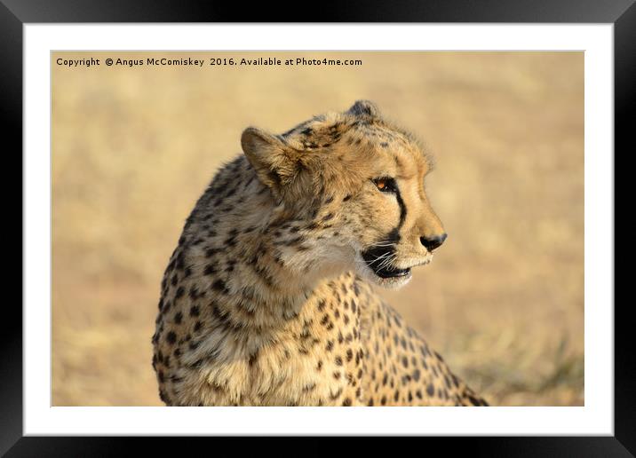 Portrait of a Cheetah Framed Mounted Print by Angus McComiskey