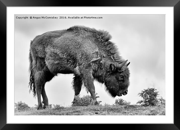Lone European bison mono Framed Mounted Print by Angus McComiskey