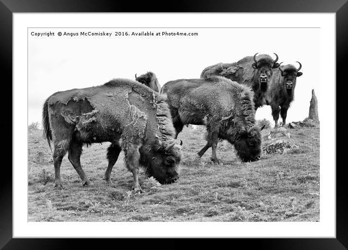Group of European bison mono Framed Mounted Print by Angus McComiskey