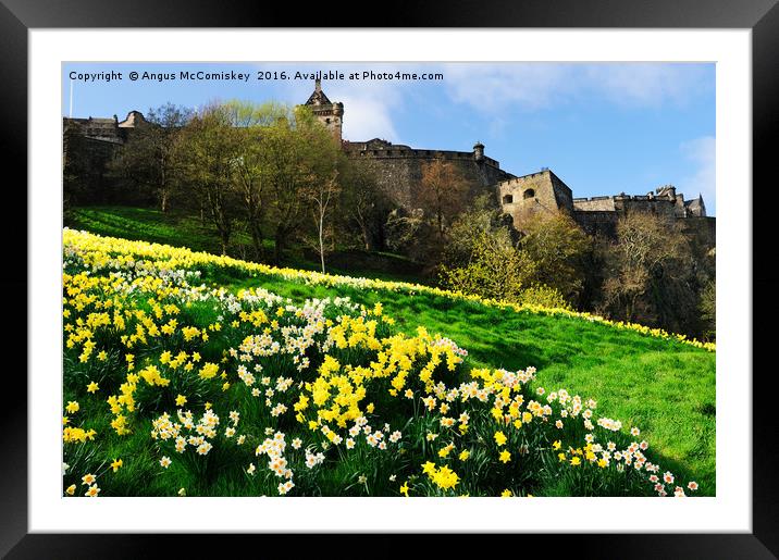 Edinburgh Castle embankment daffodils Framed Mounted Print by Angus McComiskey
