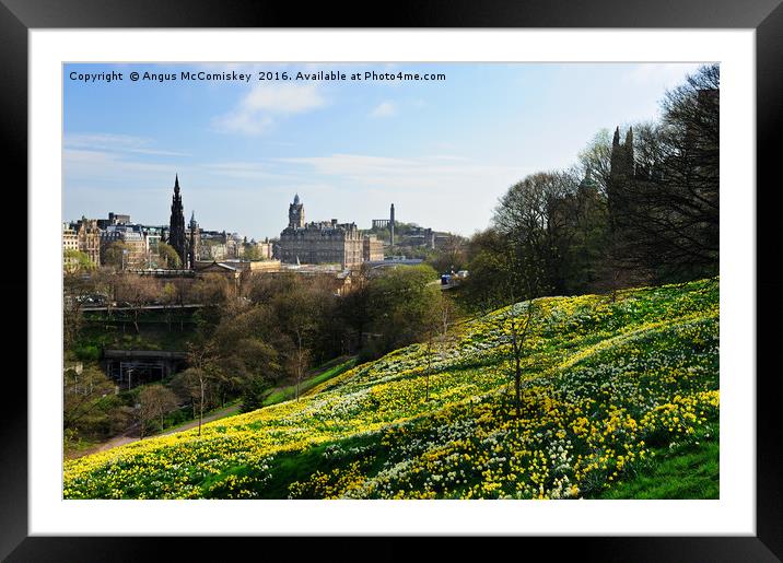 Spring flowers in Princes Street Gardens Edinburgh Framed Mounted Print by Angus McComiskey