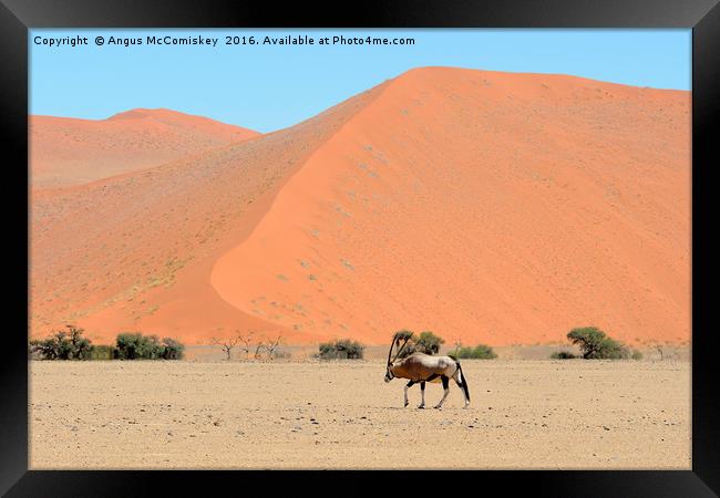 Lone male gemsbok crossing Namib desert Framed Print by Angus McComiskey