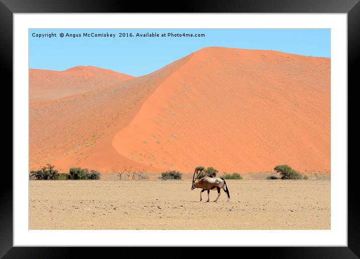 Lone male gemsbok crossing Namib desert Framed Mounted Print by Angus McComiskey