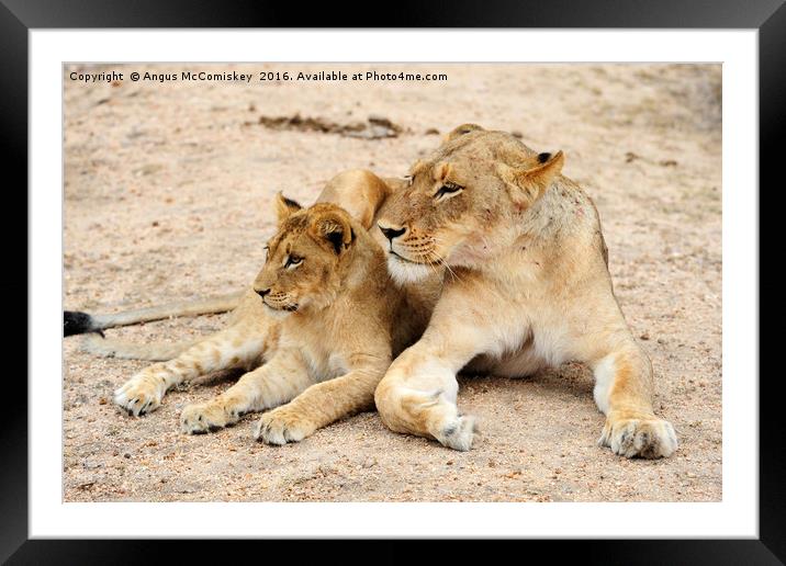 Lioness with cub Framed Mounted Print by Angus McComiskey