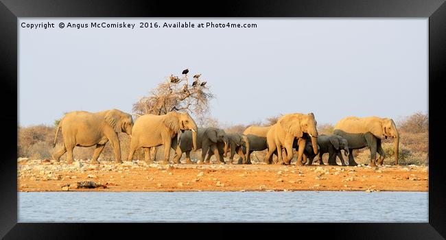 Elephants on the move with vultures looking on Framed Print by Angus McComiskey