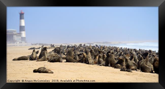 Cape fur seal colony Framed Print by Angus McComiskey