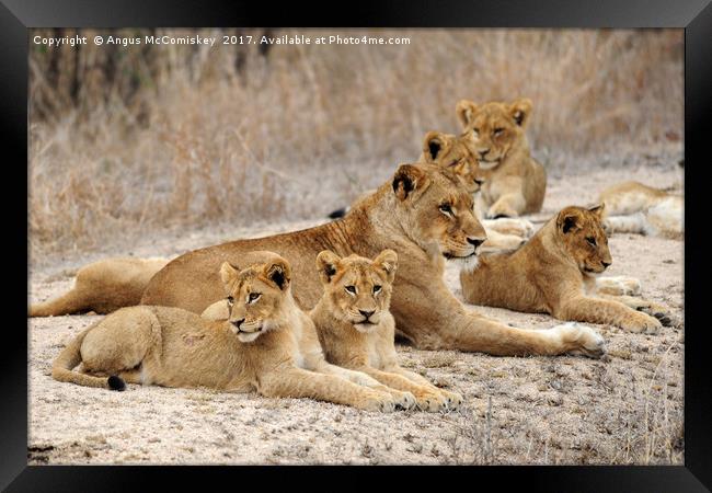 Lioness with cubs Framed Print by Angus McComiskey