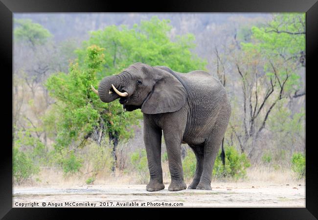 Lone bull elephant drinking at waterhole Framed Print by Angus McComiskey