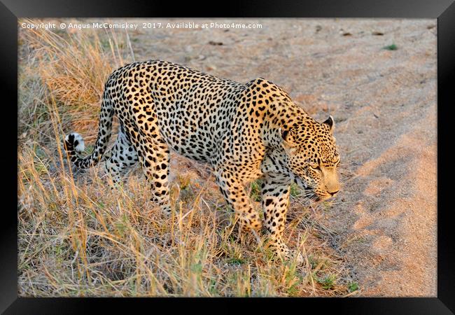 Close encounter with a leopard Framed Print by Angus McComiskey