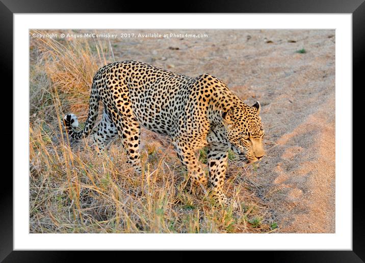 Close encounter with a leopard Framed Mounted Print by Angus McComiskey