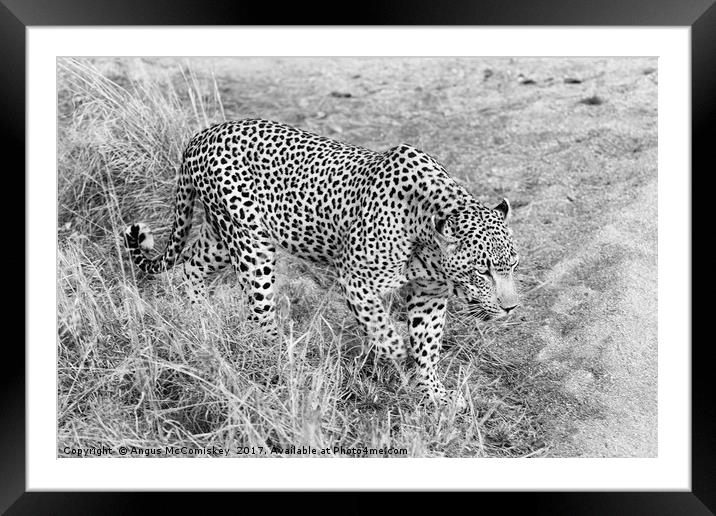 Close encounter with a leopard (mono) Framed Mounted Print by Angus McComiskey