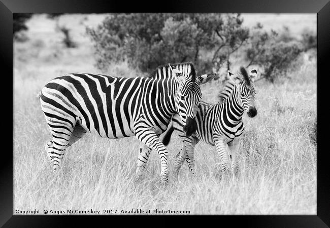 Female zebra with foal (mono) Framed Print by Angus McComiskey