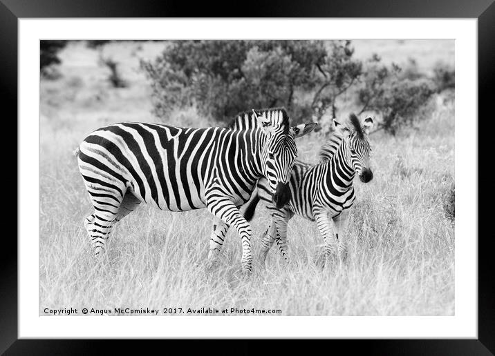 Female zebra with foal (mono) Framed Mounted Print by Angus McComiskey