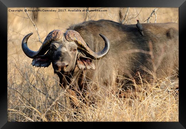 Cape buffalo in bush Framed Print by Angus McComiskey