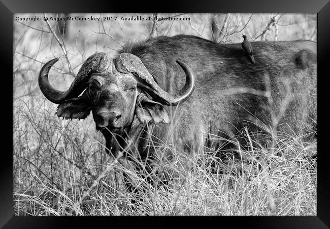 Cape buffalo in bush (mono) Framed Print by Angus McComiskey
