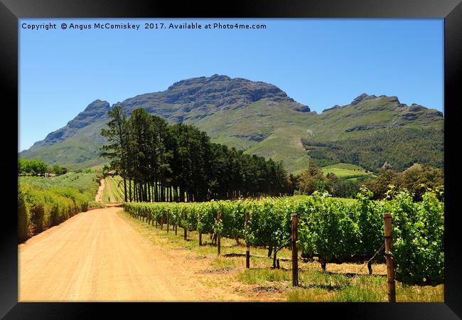 Vineyard in Stellenbosch region of South Africa Framed Print by Angus McComiskey