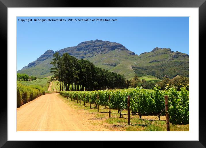Vineyard in Stellenbosch region of South Africa Framed Mounted Print by Angus McComiskey
