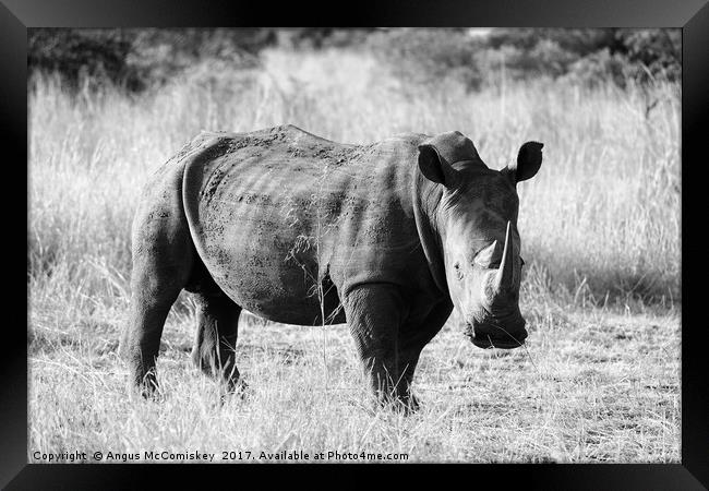 White rhino in bush (mono) Framed Print by Angus McComiskey