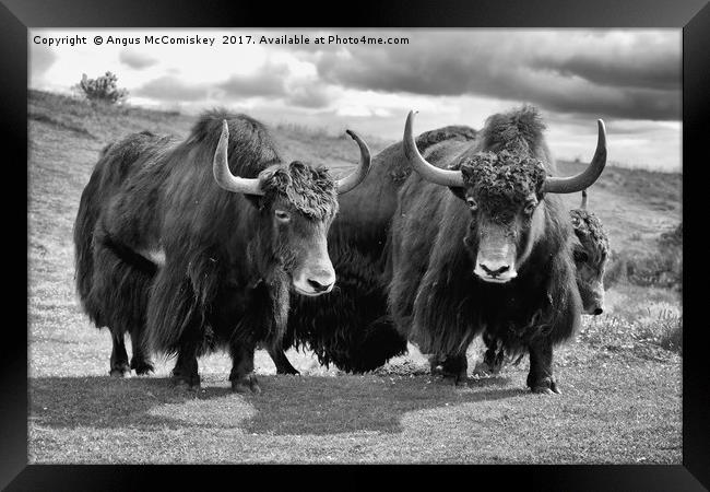Shaggy haired yaks (mono) Framed Print by Angus McComiskey