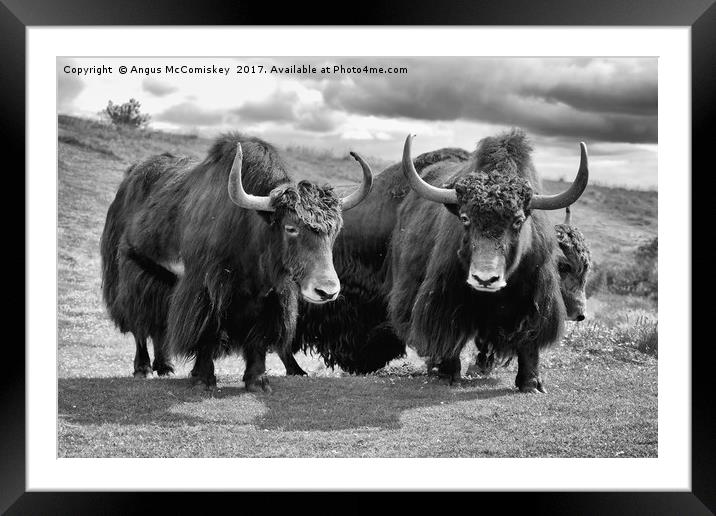 Shaggy haired yaks (mono) Framed Mounted Print by Angus McComiskey