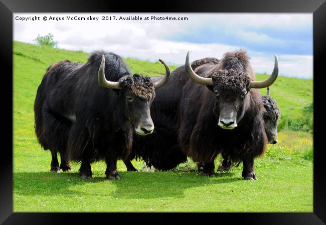 Shaggy haired yaks Framed Print by Angus McComiskey