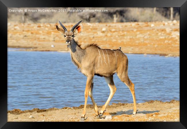Young male kudu at the waterhole Framed Print by Angus McComiskey