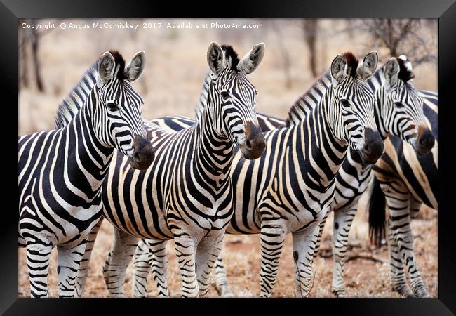 Zebra line up Framed Print by Angus McComiskey