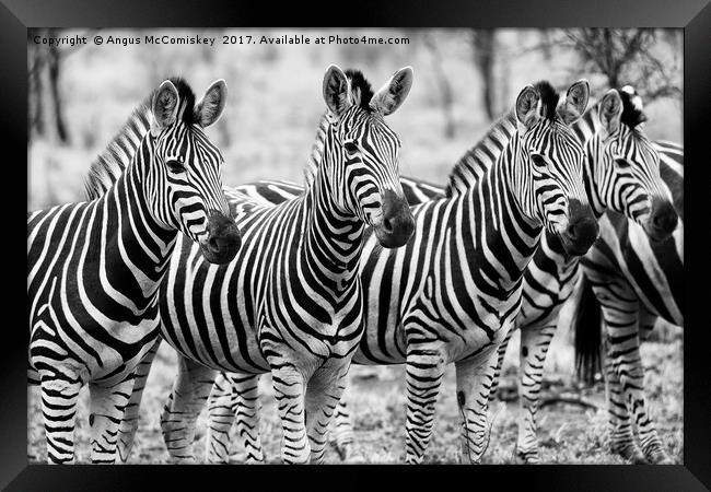 Zebra line up (mono) Framed Print by Angus McComiskey