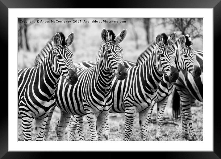Zebra line up (mono) Framed Mounted Print by Angus McComiskey