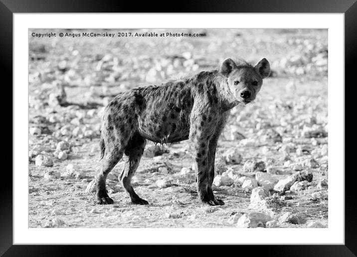 Wet hyena Framed Mounted Print by Angus McComiskey