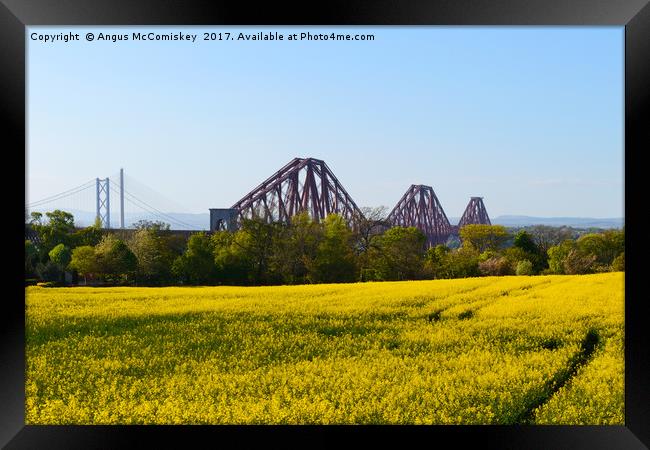 Rapeseed field with three bridges Framed Print by Angus McComiskey