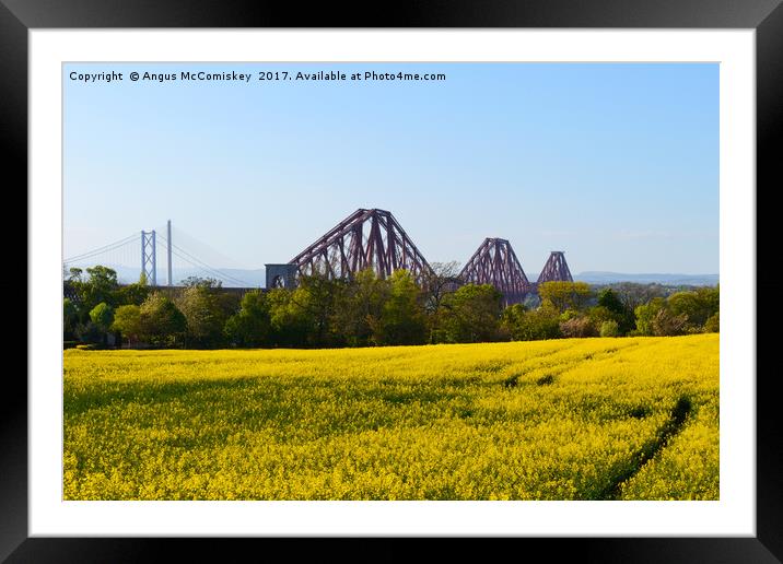Rapeseed field with three bridges Framed Mounted Print by Angus McComiskey