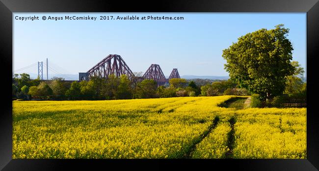 Rapeseed field with three bridges panoramic Framed Print by Angus McComiskey