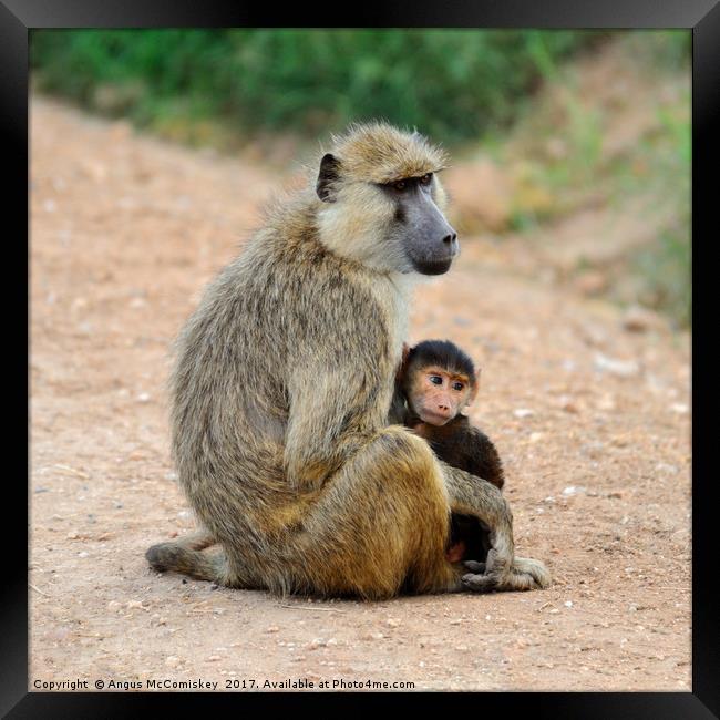 Baboon with young, Amboseli National Park, Kenya Framed Print by Angus McComiskey